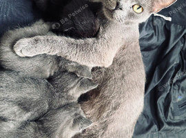 kittens