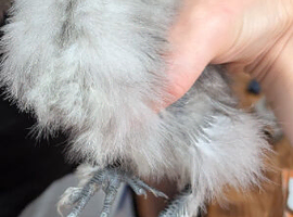 2 silkies 5 weeks unsexed