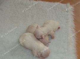 Stunning little Maltese girl puppy