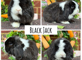 Pure bred mini lops .