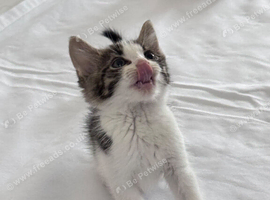 Kittens