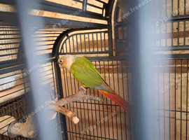 Pineapple conures
