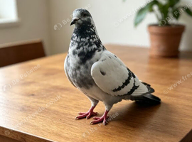Pigeon