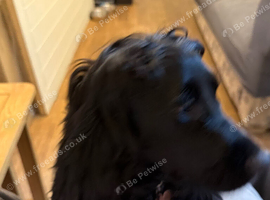 Sprocker