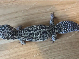 Leopard Gecko with Full Vivarium Setup