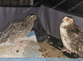2 Japanese quail