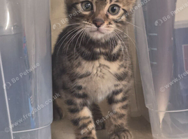 Stunning Bengal Kittens For Sale