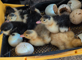 Magpie ducklings