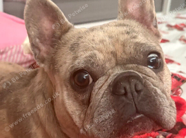 Female French bulldog
