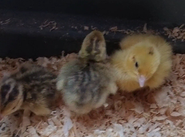 Japanese Corturnix quail (jumbo parents) unsexed. Hatched 12/06/2026