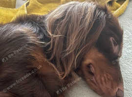 Stud long coat dachshund