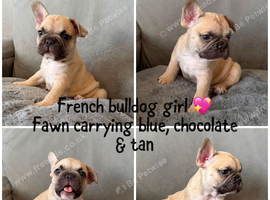 French bulldog puppies