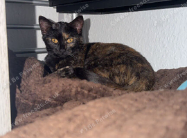 Kitten