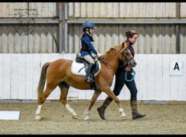 For Loan 6 yr old chestnut mare