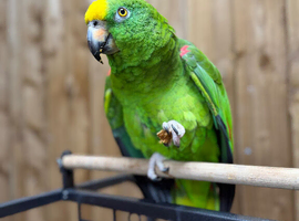 Yellow crowned Amazon