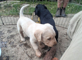 Labrador puppies