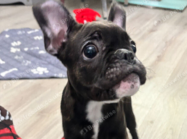 Beautiful French bulldog puppy for sale (1 female last of litter)