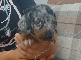 Dachshund puppies