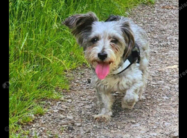 Female yorkiepoo for rehoming