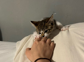 needa a home asap