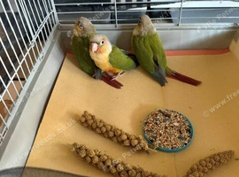 Green Cheek Conures