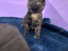 2 adorable kittens