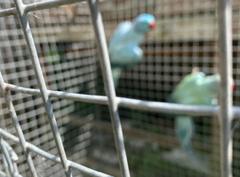 Indian ringnecks
