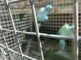 Indian ringnecks