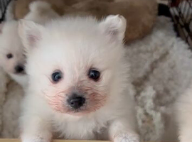 Beautiful Pomeranian puppies for sale ️