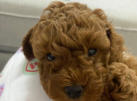 Toy poodle