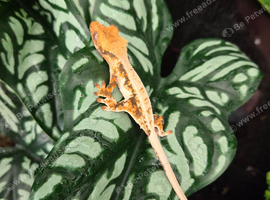 2 geckos and full set up