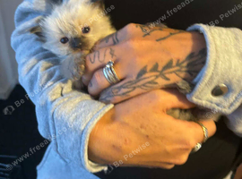 Ragdoll kittens