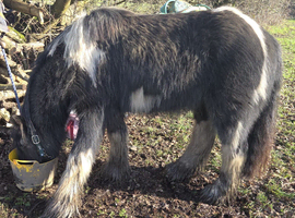 12.3hh 3 year old cob gelding