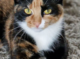 Female cat