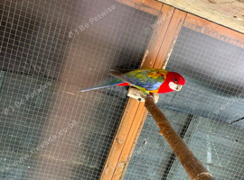 Rosella parrot