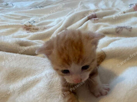 Manx kittens for sale