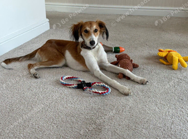 7 month old Saluki X Greyhound