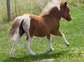 Shetland Mini Filly Foal