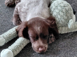 Ollie