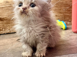 Beautiful cross pedigree kittens