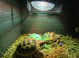 Baby horsefield tortoises