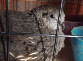 Californian quail - Female