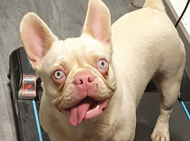 Female French Bulldog