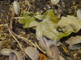 Snow White Isopod Expert Starter Kit - enough Snow White Isopods to establish a colony of your own + more