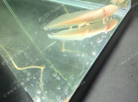 Baby axolotl