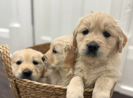 Golden retriever puppies