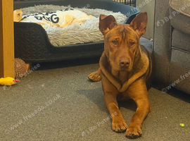 Doberman cross shar pei