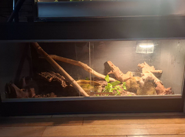 Male Ball Python and set up