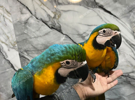 Baby Blue & Gold Macaw HandReared Super Tame Cuddly Parrot