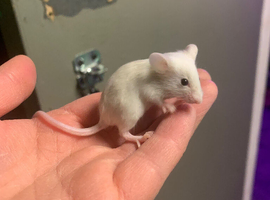 Fancy mice for sale
